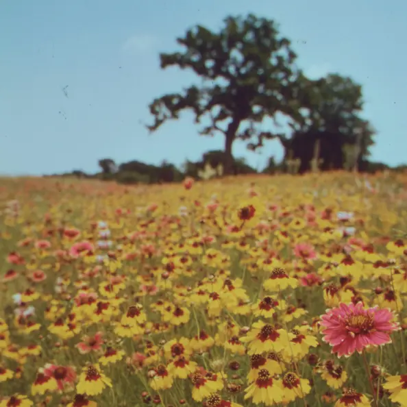 Foto de um campo repleto de flores, um céu azul e uma árvore.